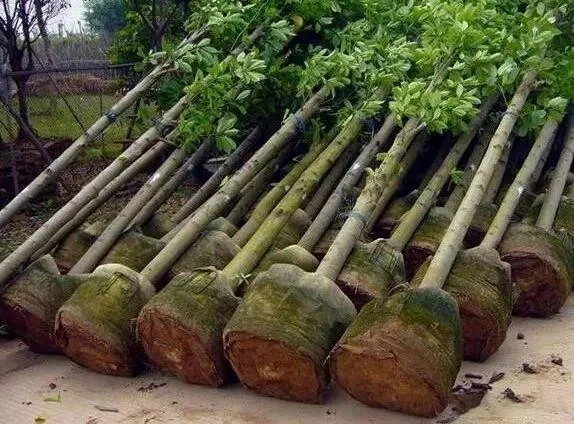 grow bag planting bag grow bag planting bag